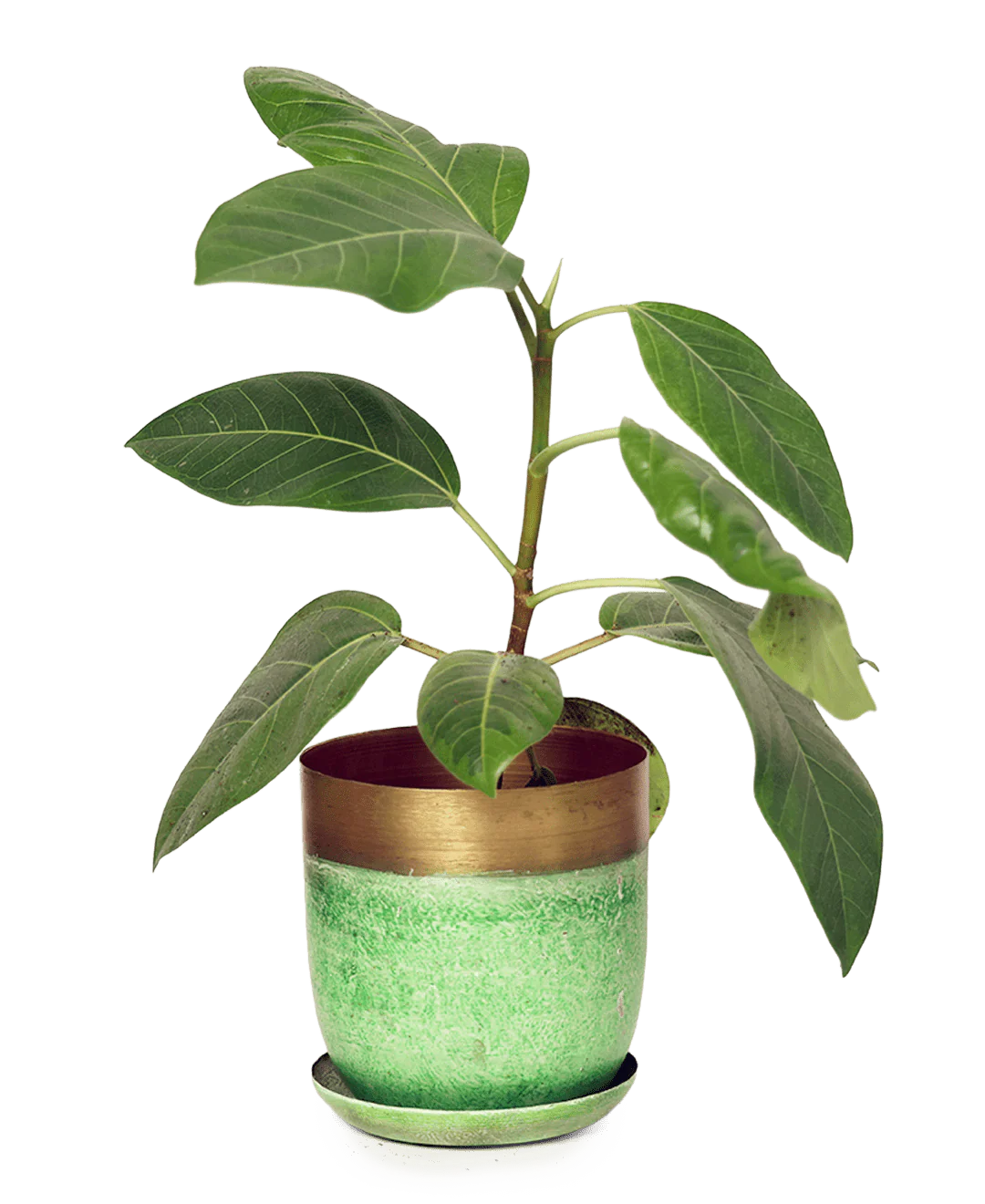 Product image 50